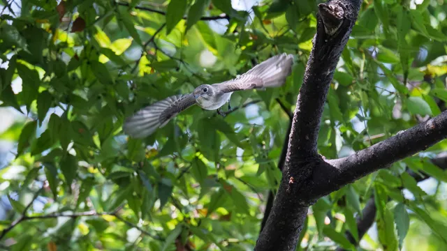 Species Image
