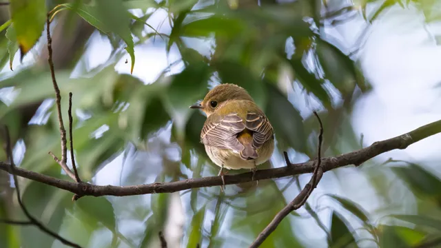 Species Image