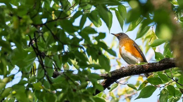 Species Image