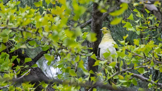 Species Image
