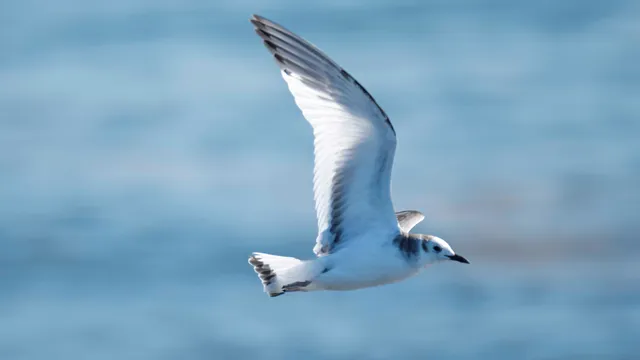 Species Image