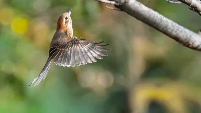 Species Image