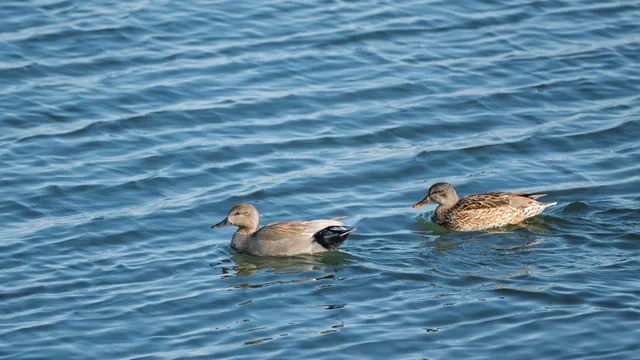 Species Image