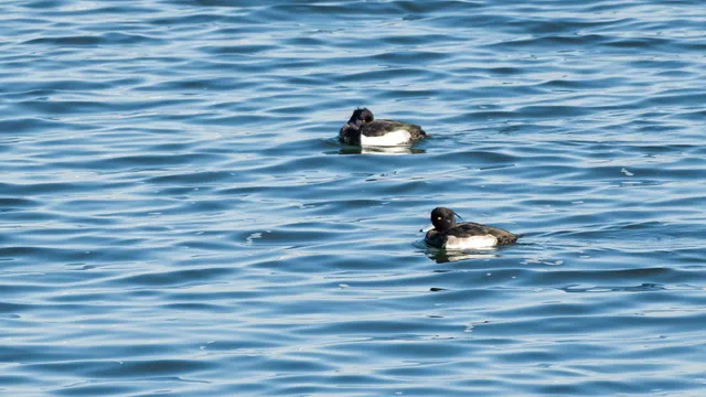 Species Image