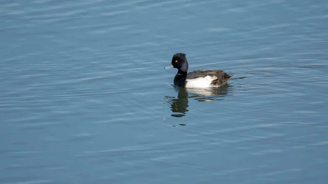 Species Image