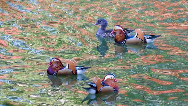 Species Image
