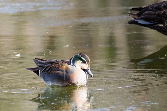 Species Image
