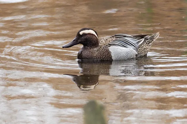 Species Image