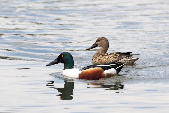 Species Image