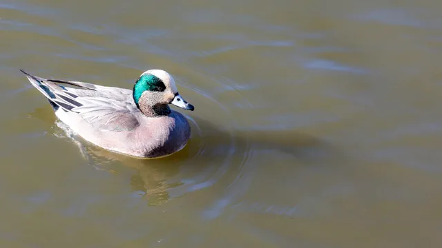 Species Image