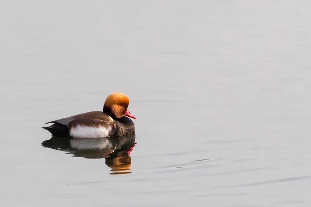 Species Image