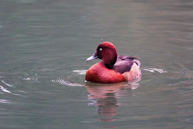 Species Image