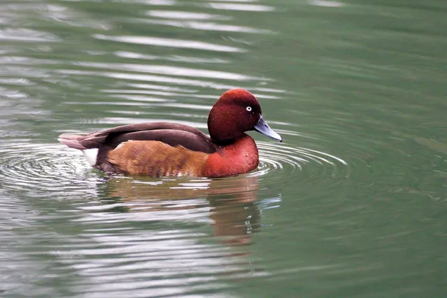 Species Image