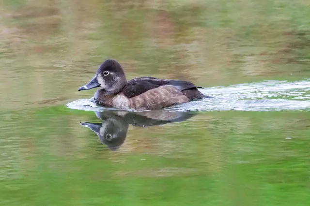 Species Image