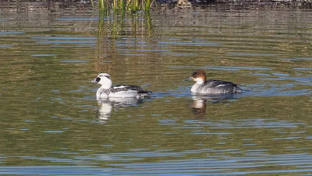 Species Image