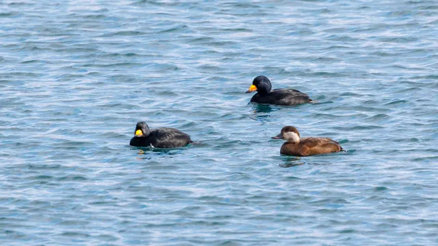 Species Image