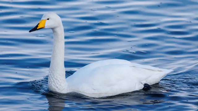 Species Image