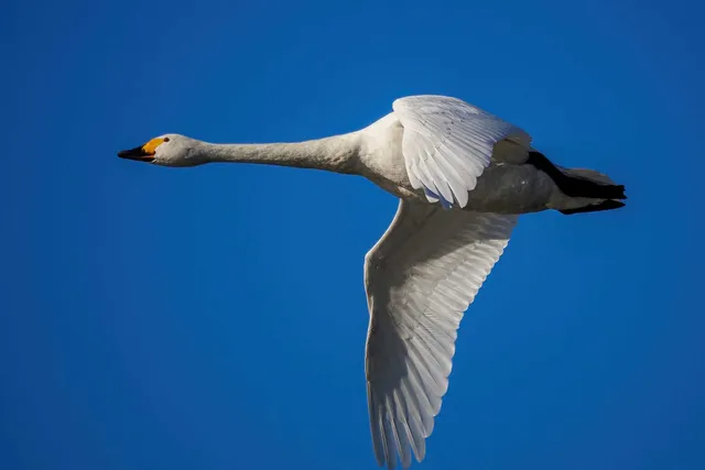 Species Image