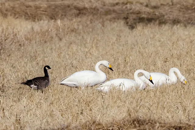 Species Image