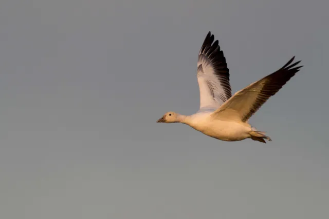 Species Image