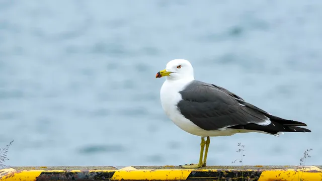 Species Image