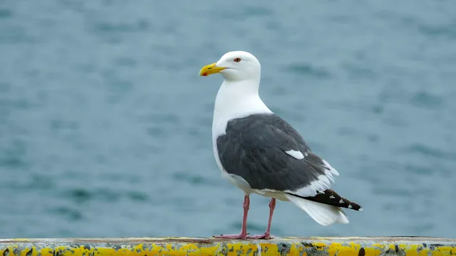 Species Image