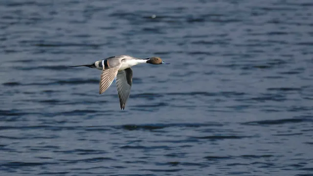 Species Image