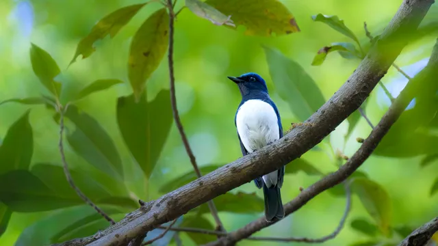 Species Image