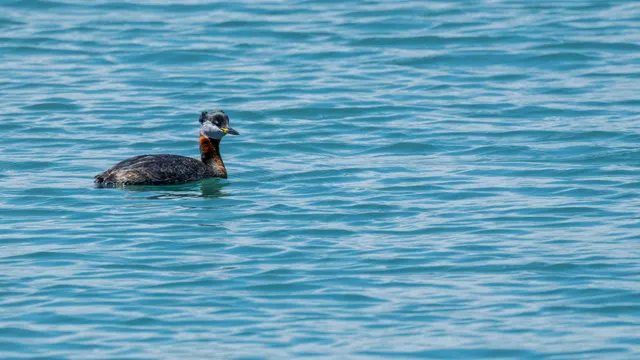 Species Image