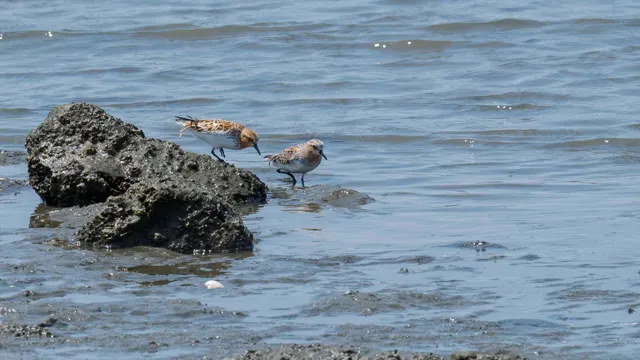 Species Image