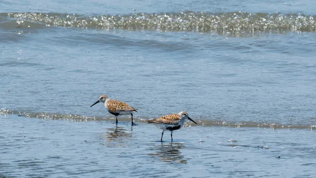 Species Image