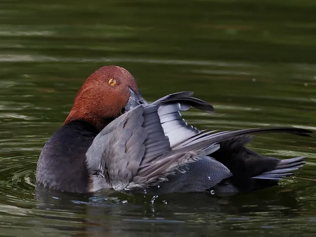 Species Image