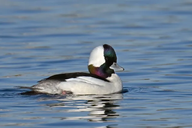 Species Image