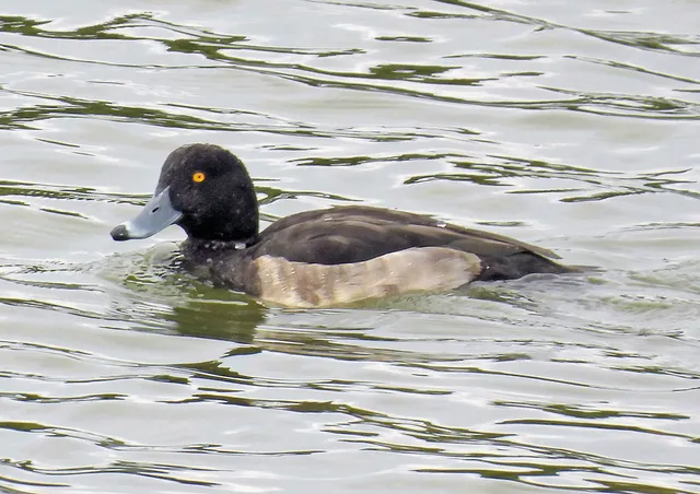 Species Image