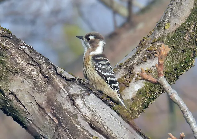 Species Image