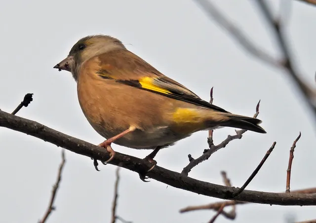 Species Image