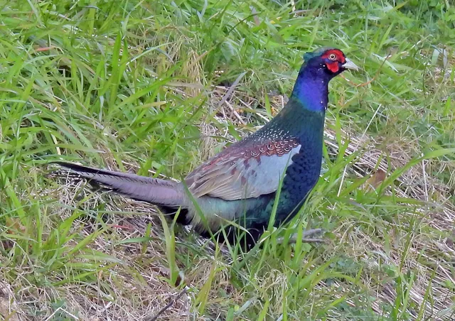 Species Image