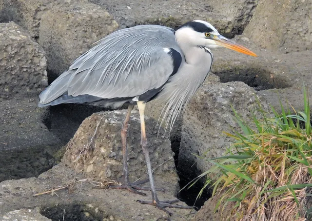 Species Image