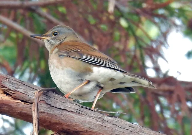 Species Image