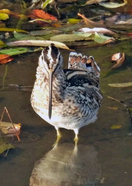 Species Image