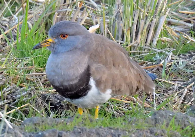 Species Image