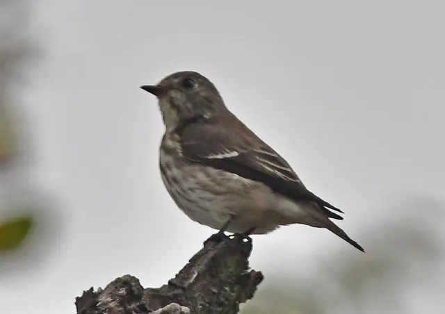 Species Image