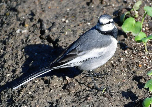 Species Image