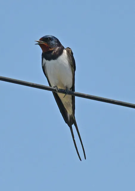 Species Image