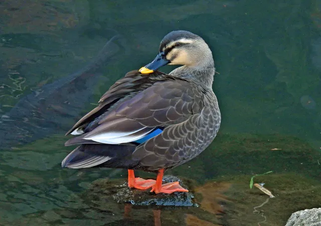 Species Image