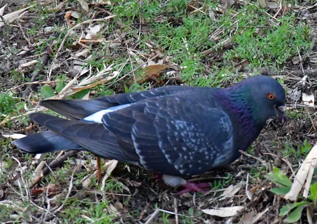 Species Image