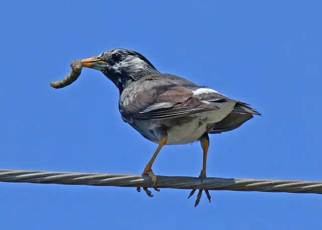 Species Image