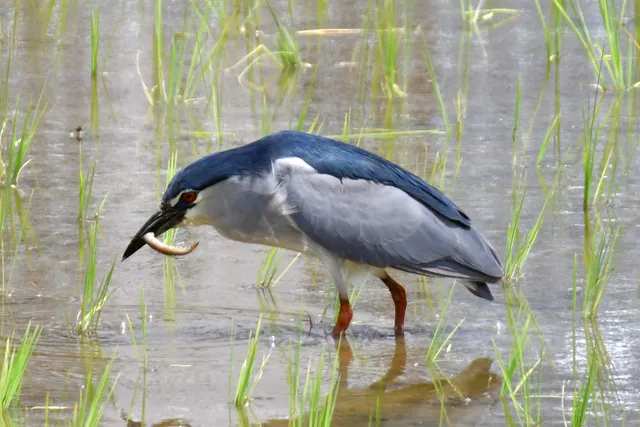 Species Image