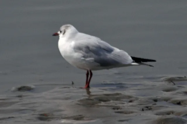 Species Image