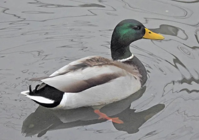 Species Image